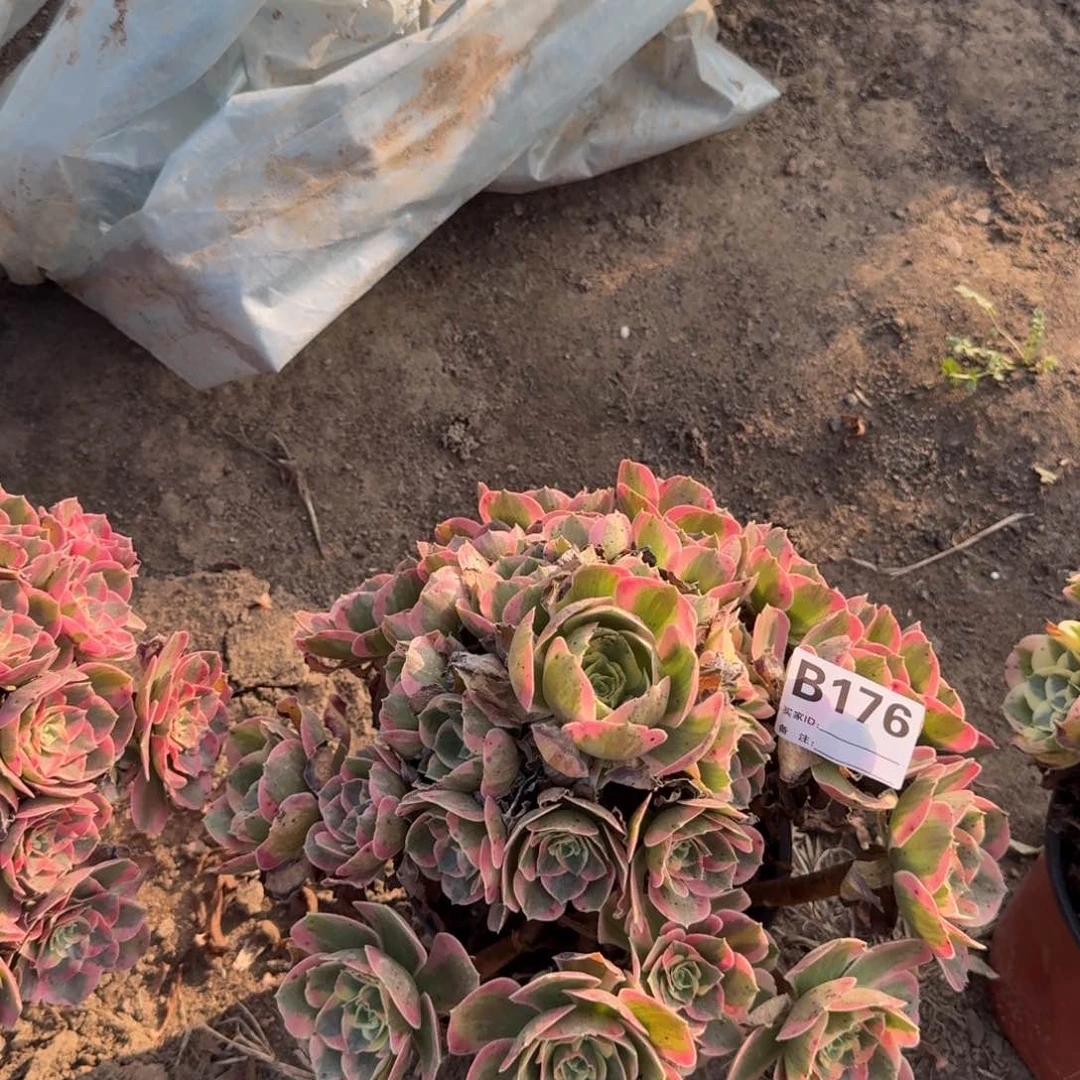 白凤多肉176号多肉