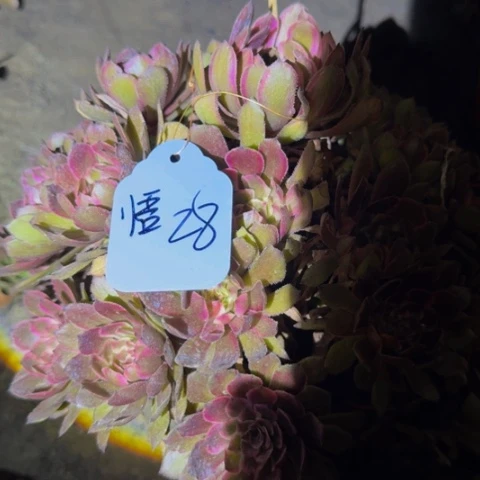 悟紫霞多肉15棚后