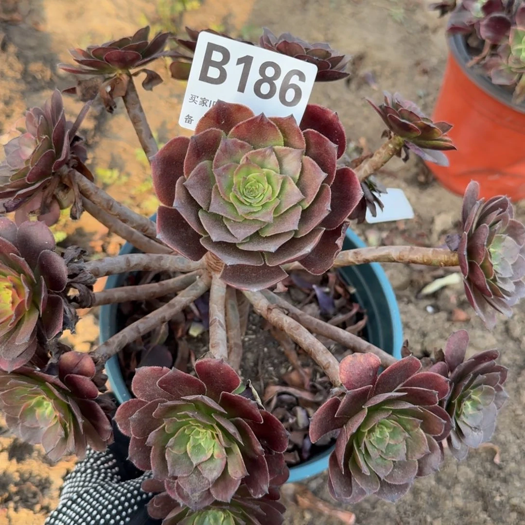 不知道法师多肉186号多肉