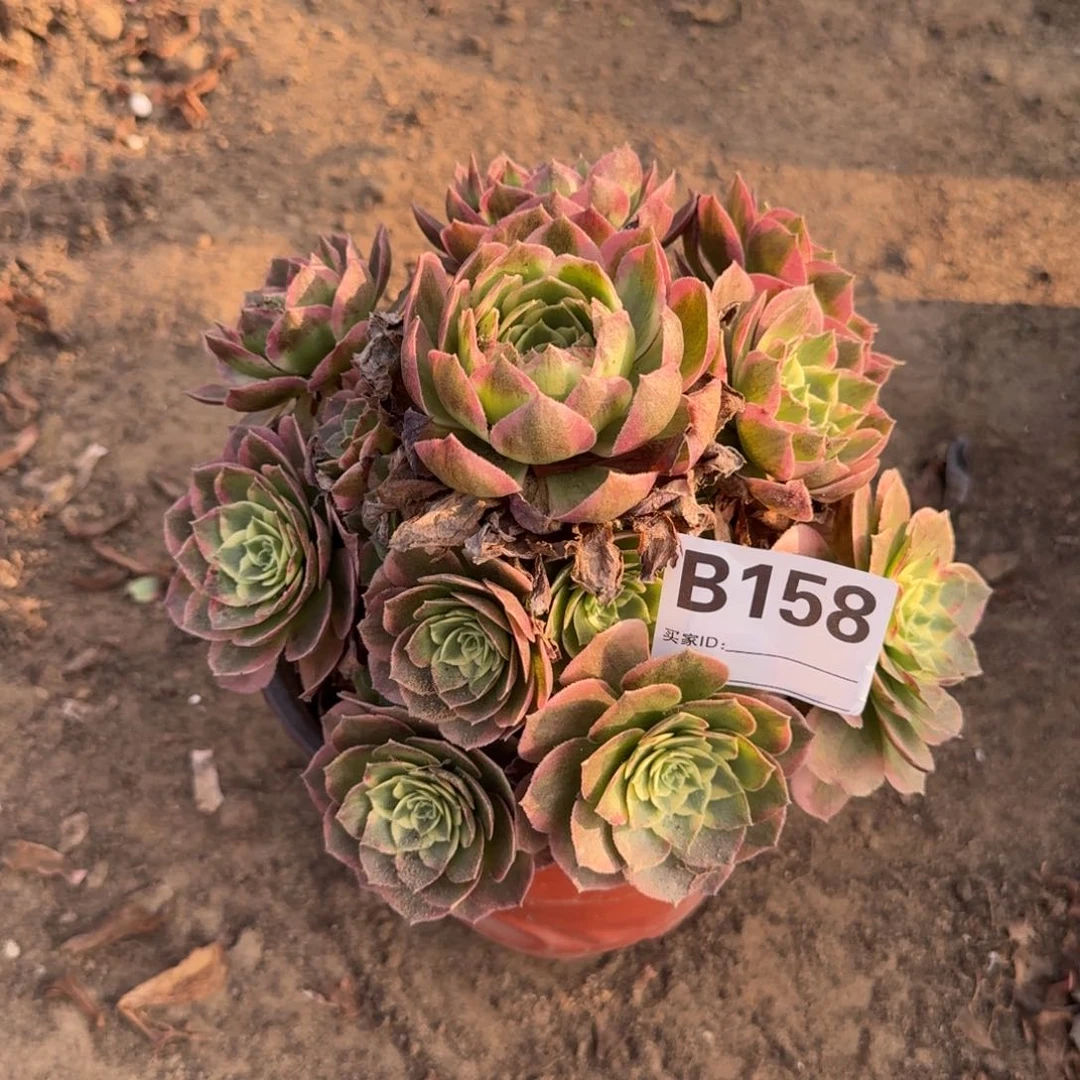 海王多肉158号多肉