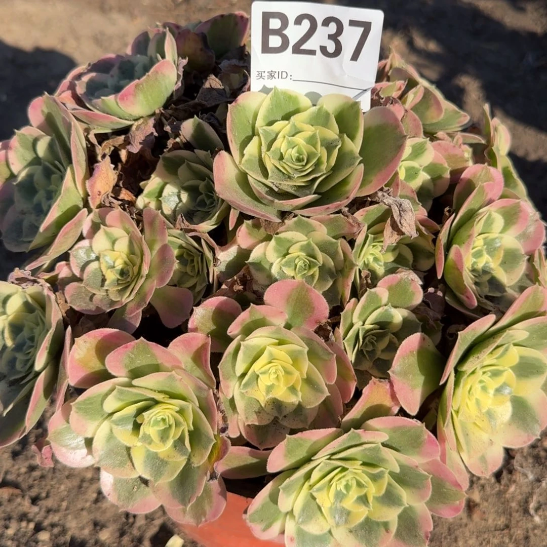 白凤多肉237号多肉多肉