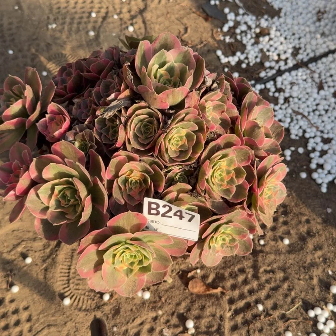 粉女郎多肉247多肉多肉