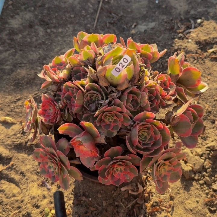 粉女郎多肉020号多肉