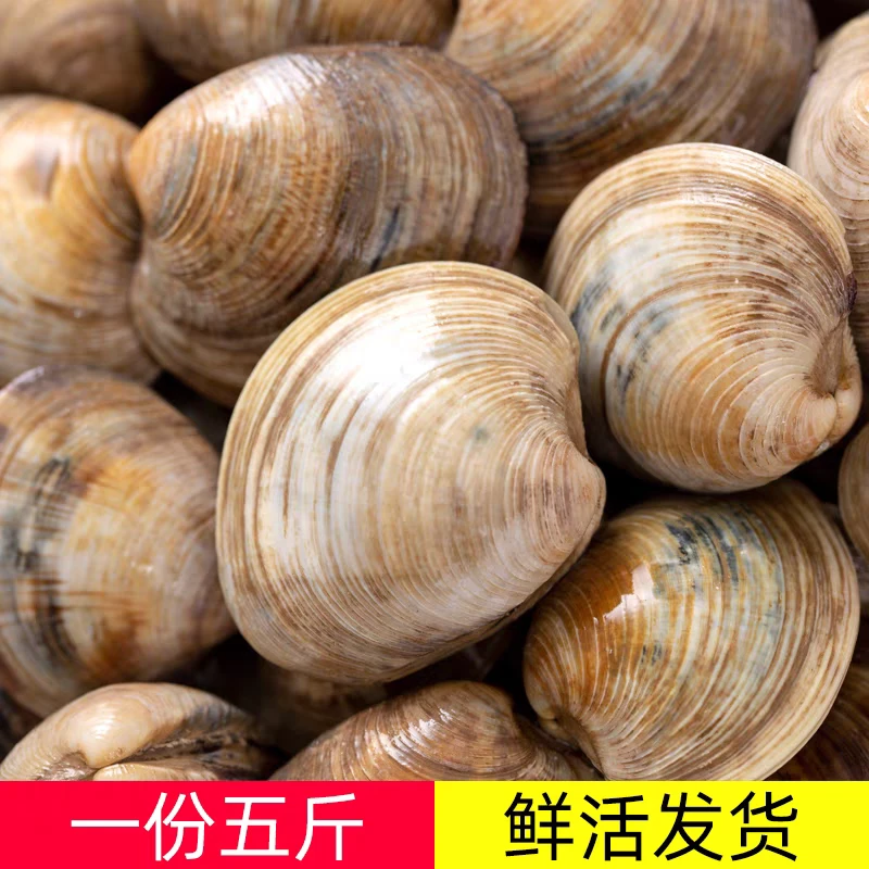 海捕美贝无泥沙包活鲜嫩