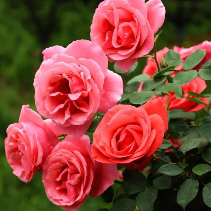 盆景素材金弹子山木香榆树爱心果胡秃子等