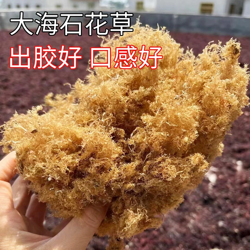 大石花草石花膏闽南四果汤洋菜石花草原材料100送滤网500g送刮具