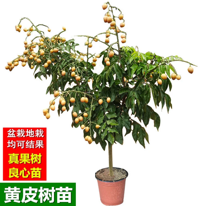 香蜜黑金刚果树苗龙眼树苗盆栽