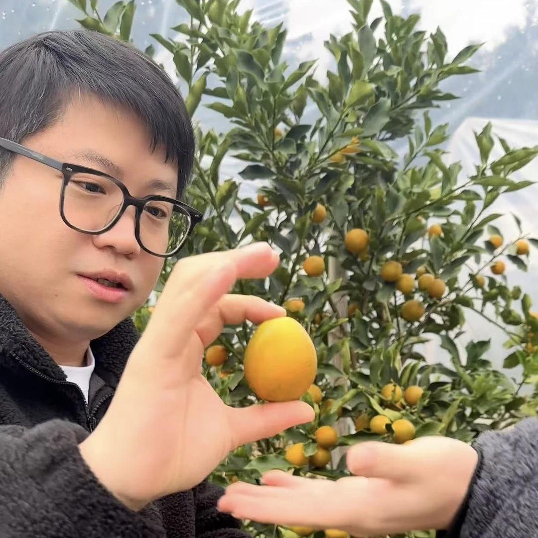 【小胖优选】广西融安第三代脆蜜金柑3斤脆甜爆汁现摘现发京东包邮