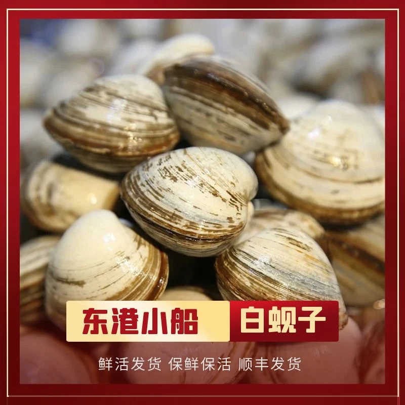 稍大白蚬子 三斤装(1斤20个左右)保肥 保鲜保活