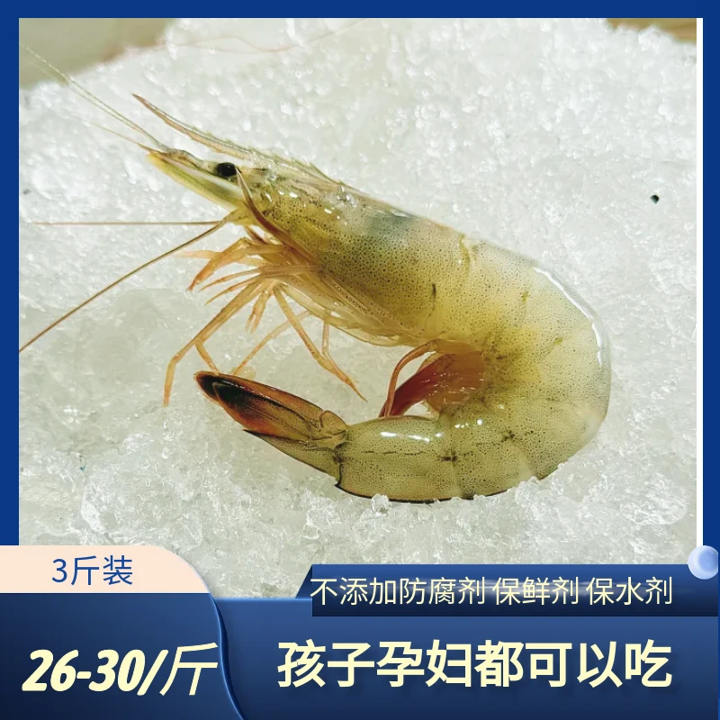 东方虾一斤26-30只三斤装（1500g）丹东东港发货 新鲜速冻少量掉秤