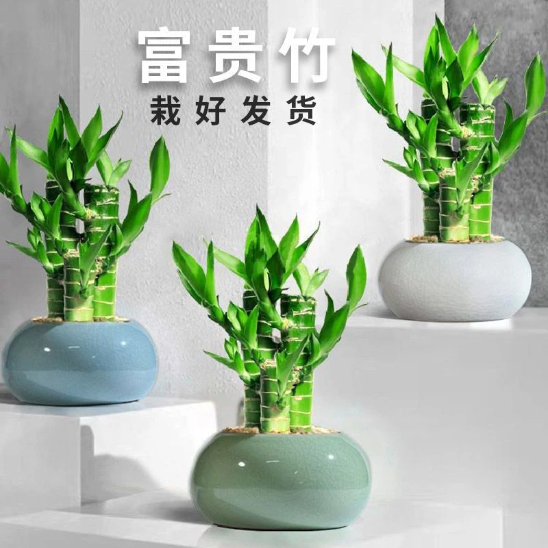 富贵竹转运竹荷花竹盆栽富贵竹水培四季常青防辐射招财竹房间绿植