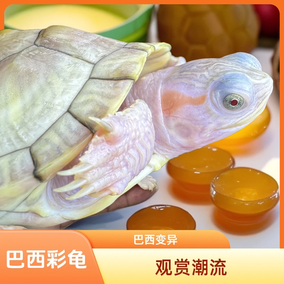 《丽丽专属》水族观赏活体巴西龟苗：果冻/白巴/悖论