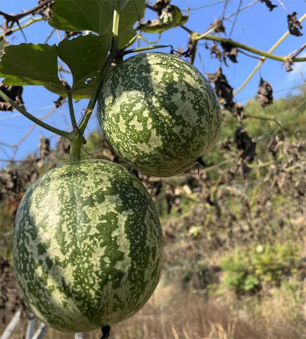湖北南漳东巩春秋寨吊瓜子