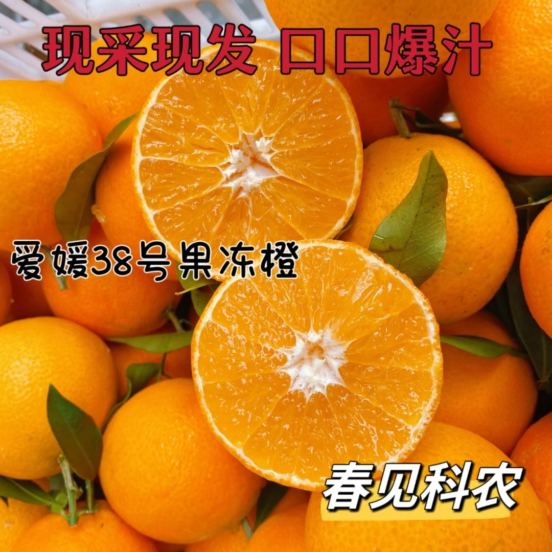 【爱媛38果冻橙】新鲜应季水果多汁鲜嫩自家果园现采现发