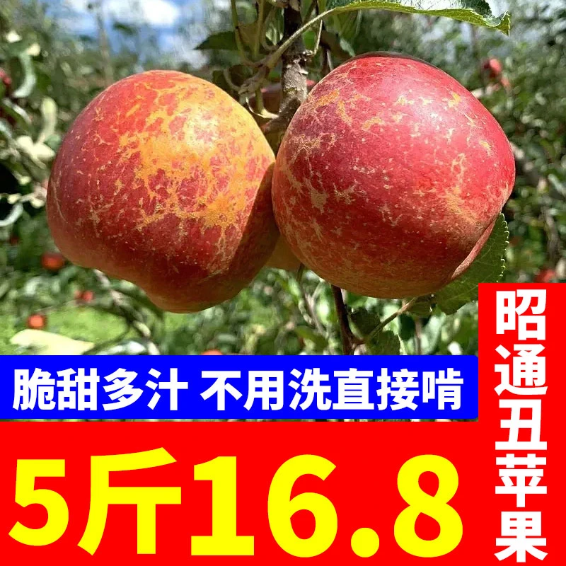 现摘现发云南昭通丑苹果产地直发新鲜水果脆甜多汁微酸大红苹果