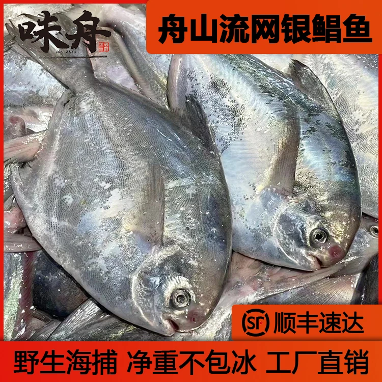 味舟舟山深海野生银鲳鱼鲳鳊鱼白鲳鱼新鲜速冻净重无冰顺丰包邮