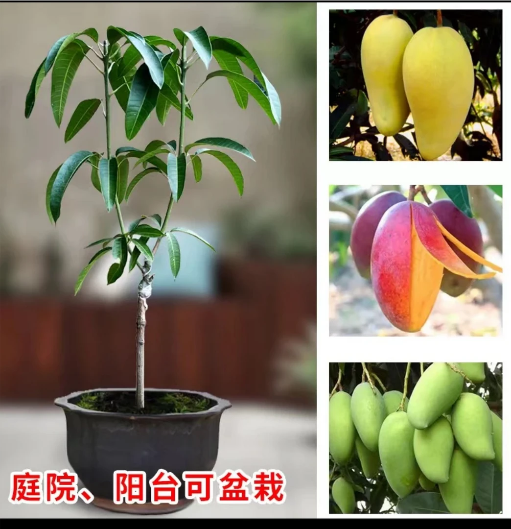绿植仿真大果金黄芒果苗