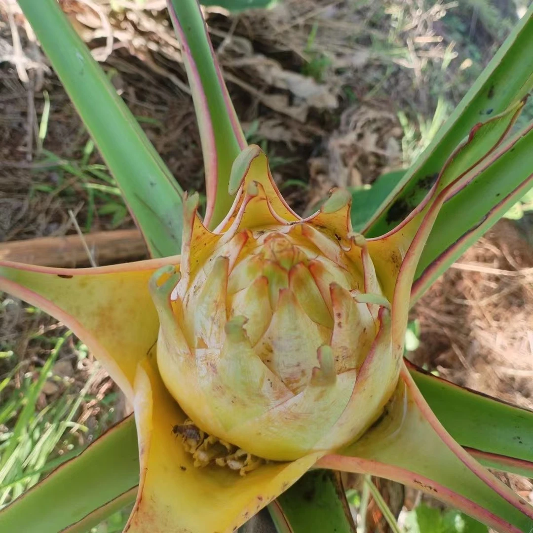 云南特色绿植地涌金莲花期超长室内外大型绿植