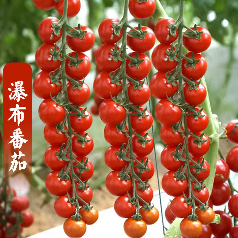 瀑布番茄种子四季圣女果春季小西红柿千禧籽农家盆栽蔬菜种孑红色