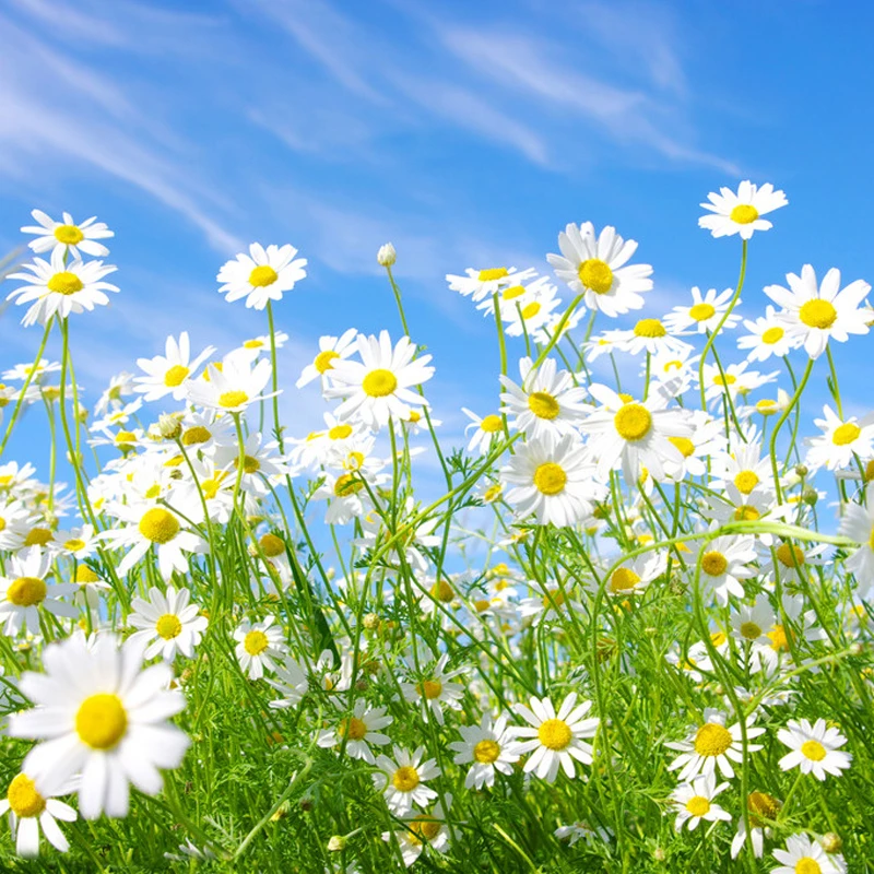 大滨菊种子园林景观花海庭院花卉种子多年生花籽花栽培