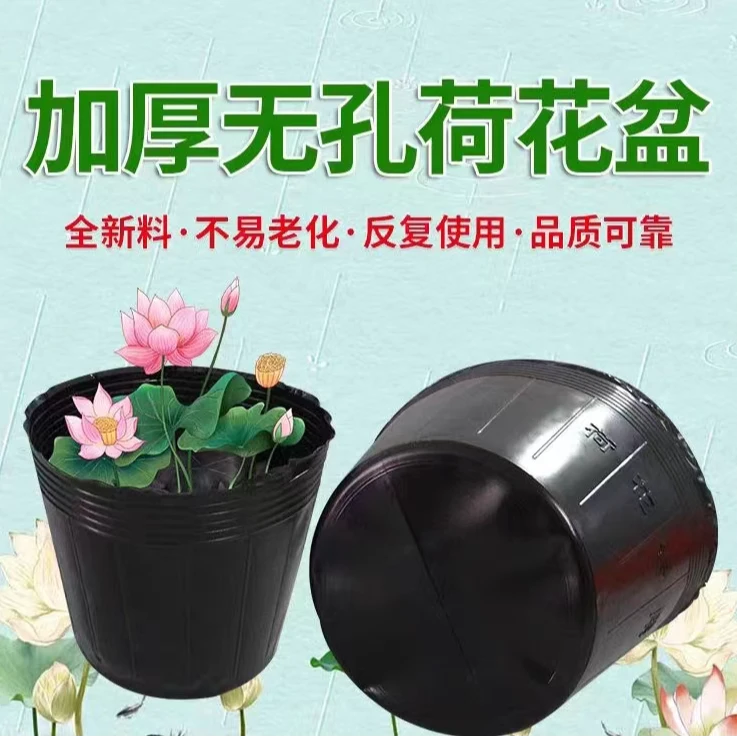 5个专用盆【直播间粉丝福利】荷花专用盆