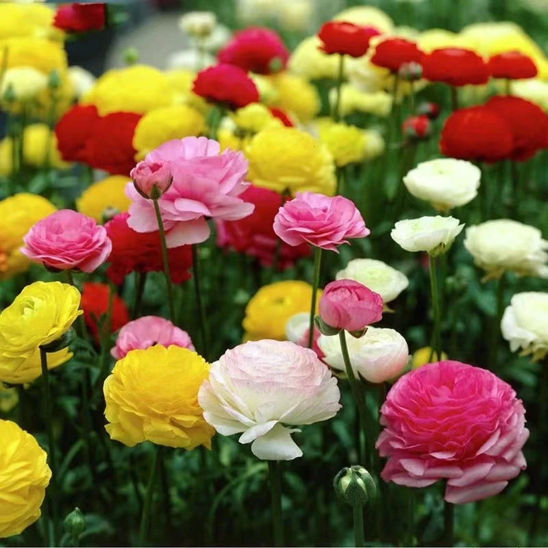 花毛茛种球多年生庭院阳台球根花卉