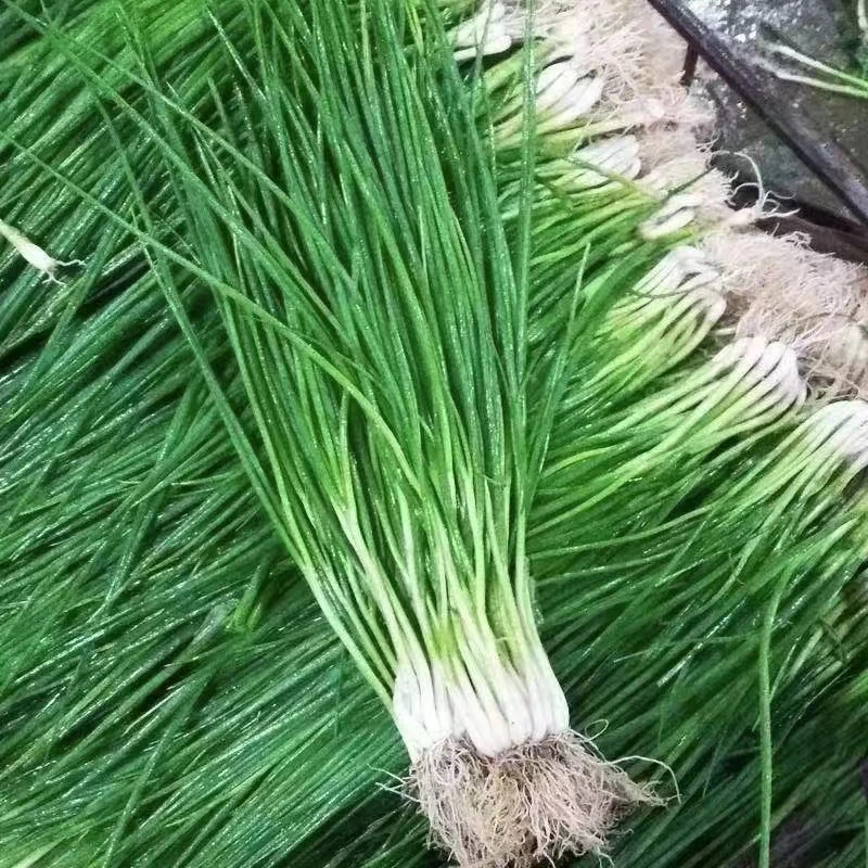 四季小香葱小分葱小香葱种籽子阳台盆栽葱农家庭院种植蔬菜种籽孑