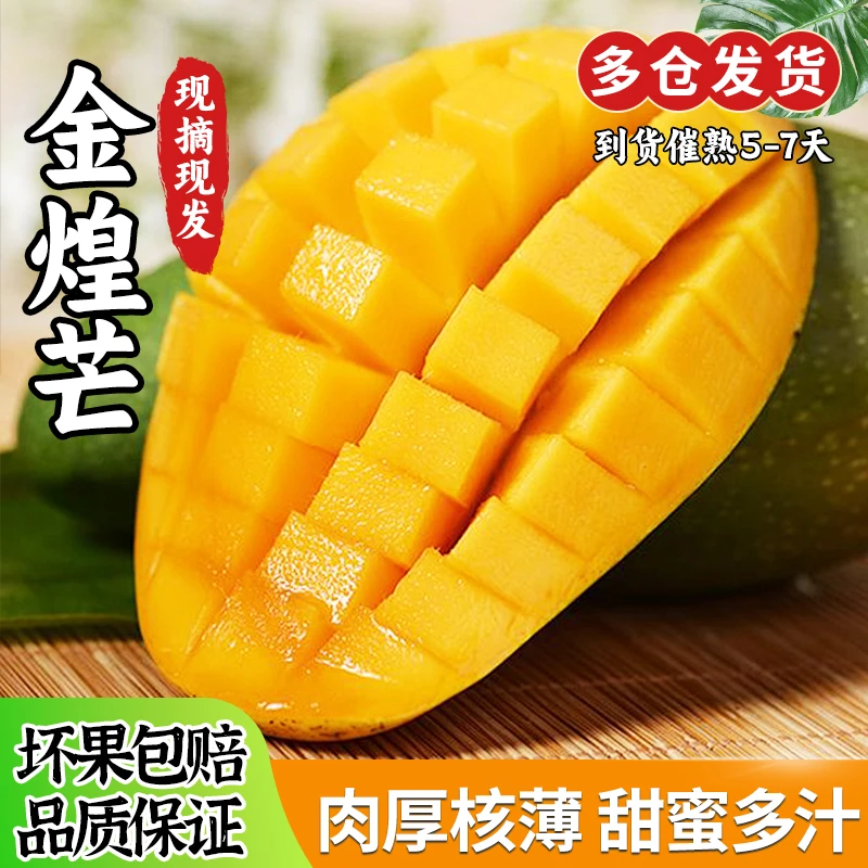 【星仔专属】【催熟食用】金煌芒4.5斤新鲜热带水果现摘芒果多仓发货