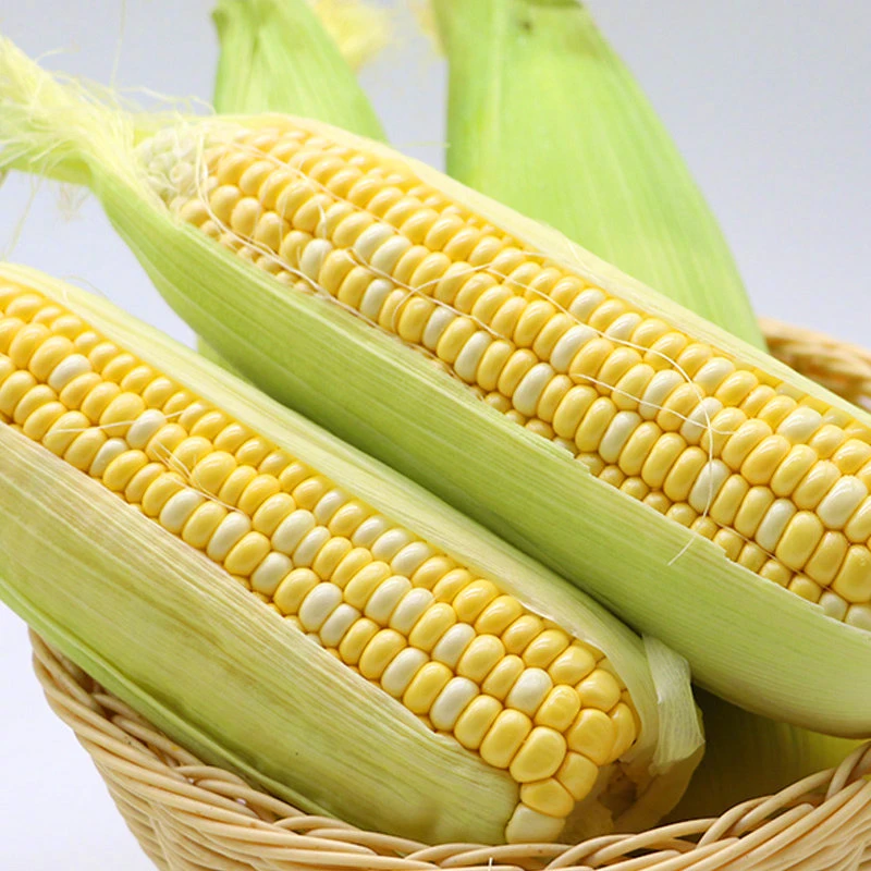 云南金银水果玉米3斤新鲜现摘生吃甜玉米棒子香甜嫩苞谷蔬菜