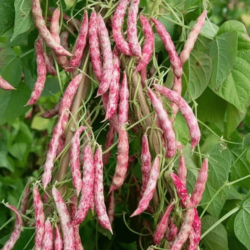 红金钩豆角种子春秋四季播种架豆东北油豆角种籽芸豆蔬菜种籽