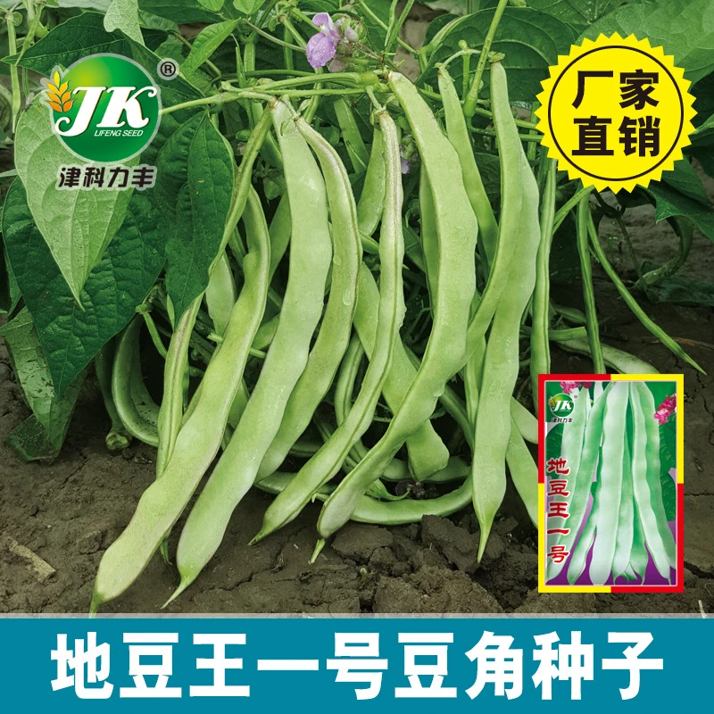 【全店满5元包邮】地豆王一号种子不搭架豆角种籽白色宽扁芸豆易