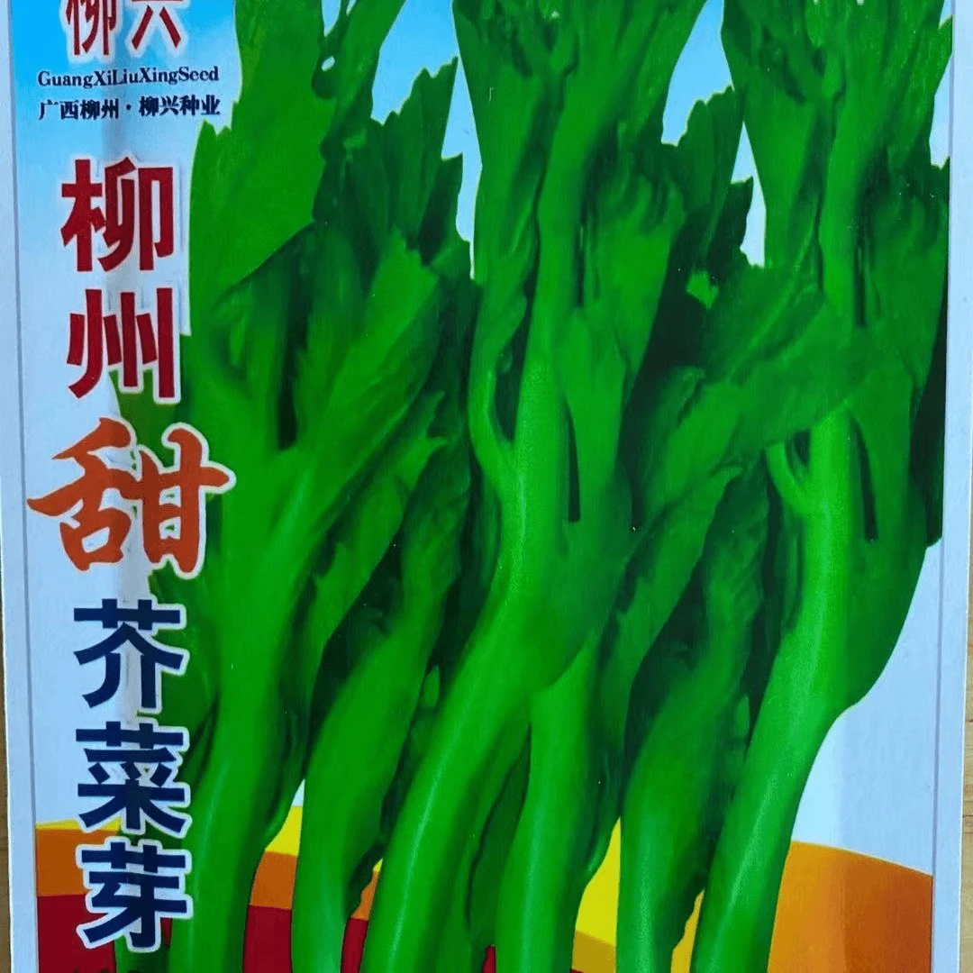 四季易种早熟脆嫩无渣柳州甜芥菜芽种子蔬菜菜心种籽