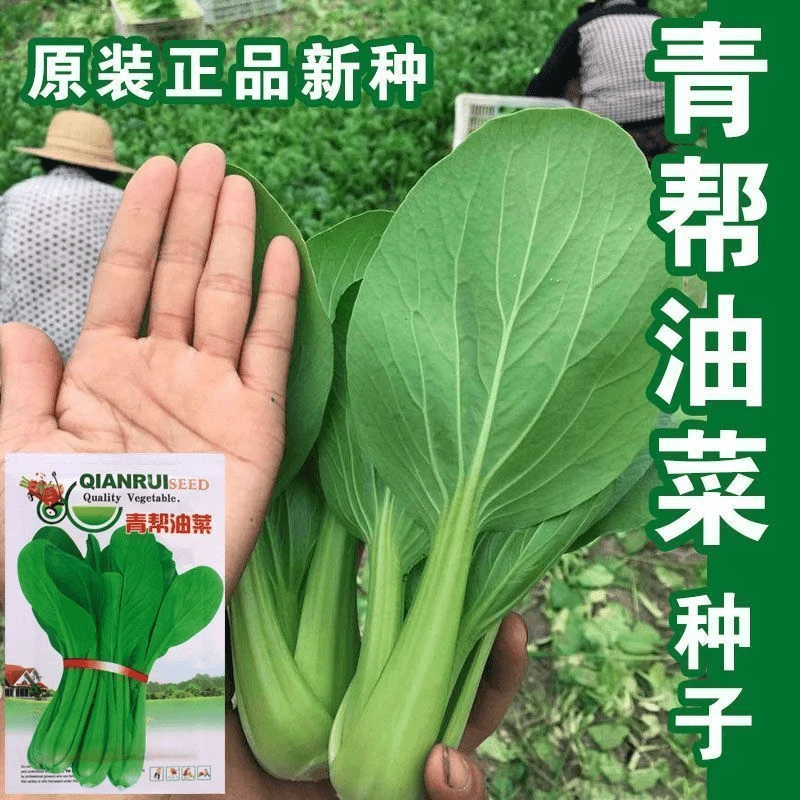 【蔬菜种子满5包送1】青帮油菜种子小油菜籽青菜种籽四季种植阳台