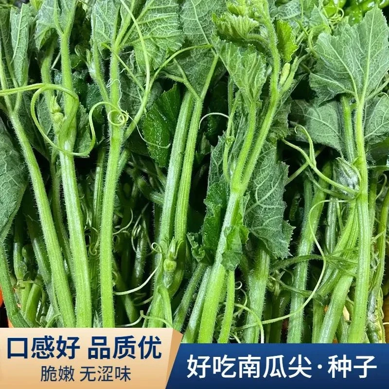 好吃南瓜尖种籽南瓜苗种子家庭阳台藤茎嫩叶四季秋季播特播种种植