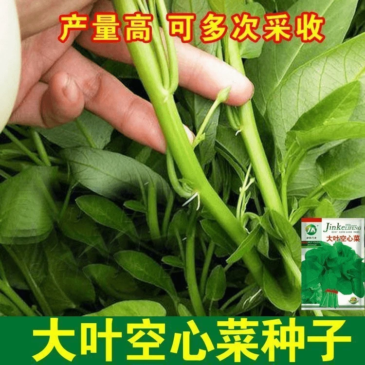 【蔬菜种子满5包送1】大叶空心菜种子圆叶空心菜长藤藤藤菜阳台小