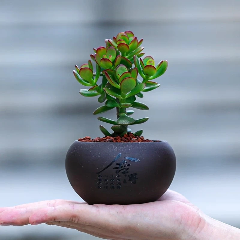 姬红花月盆栽小叶玉树多肉植物耐旱易养活桌面盆景室内办公室绿植
