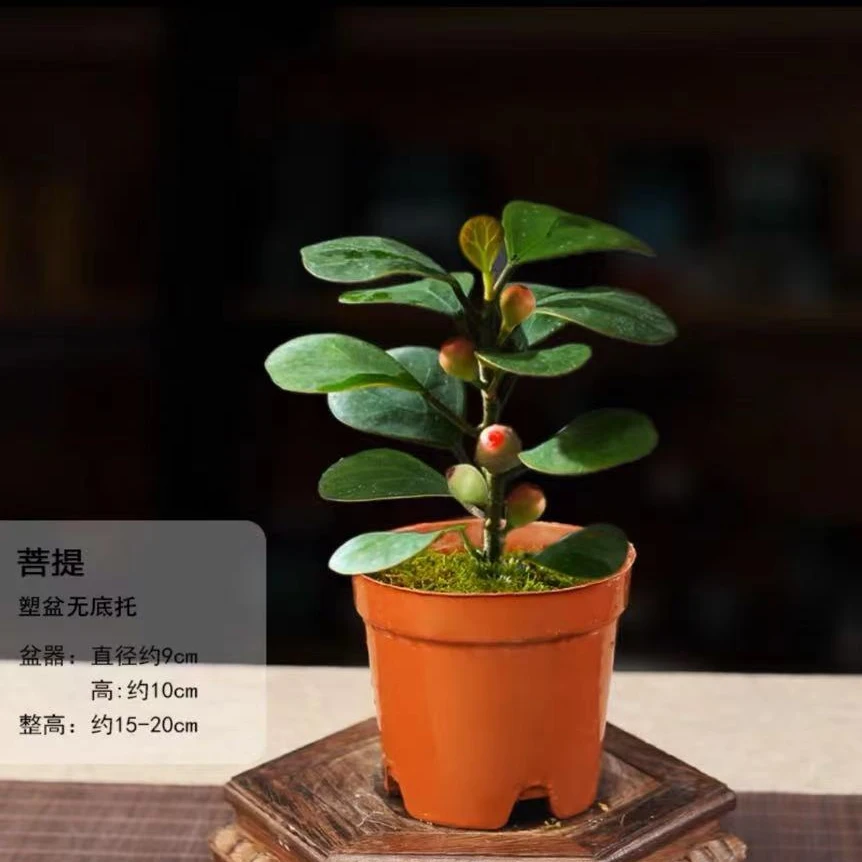 基地原盆小盼菩提办公室客厅桌摆小绿植好养易活易打理多果菩提