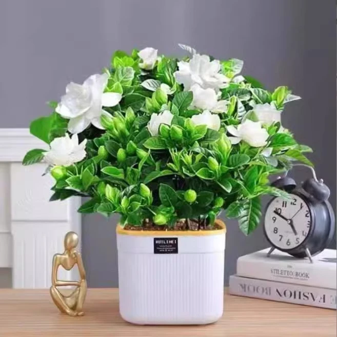 栀子花盆栽花卉绿植阳台室内办公室桌面开花盆景四季好养浓香植物