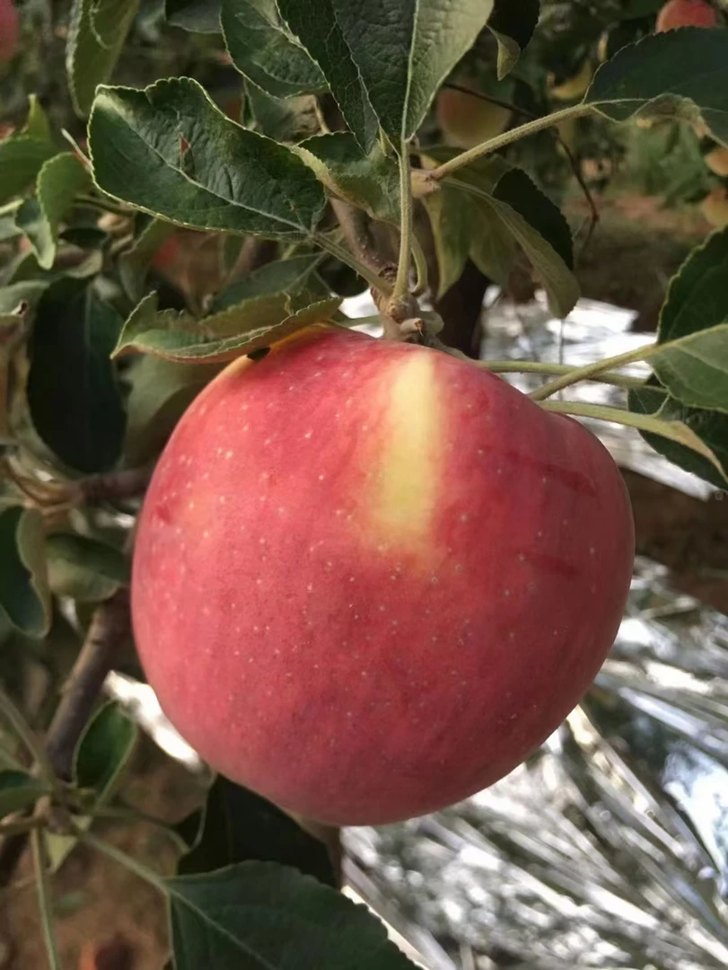 河南灵宝寺河山苹果，高山果园天然富硒苹果红露苹果80果净重七斤