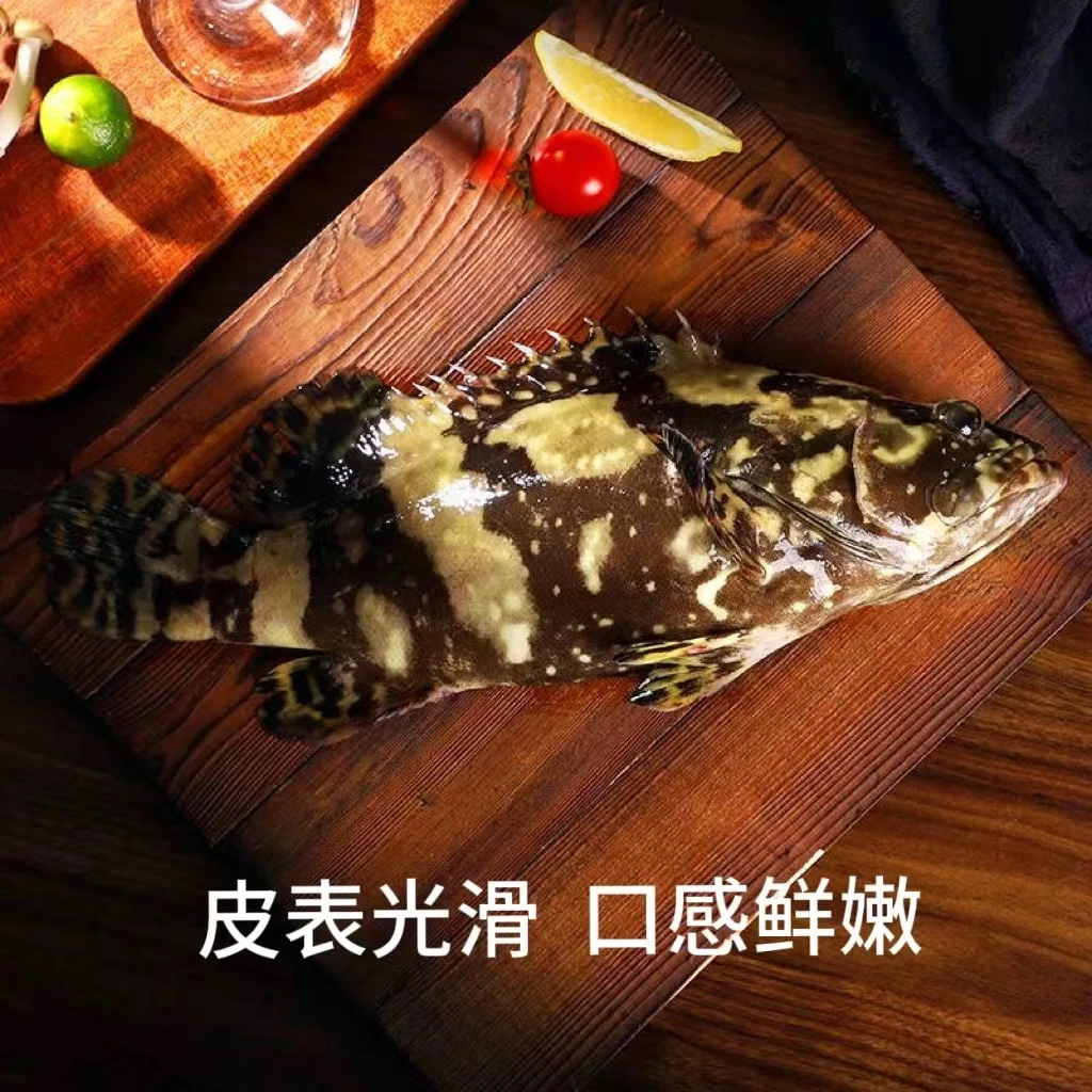帮杀450g-550g/条 深海捕捞龙胆珍珠石斑鱼活鱼速冻锁鲜 顺丰发货