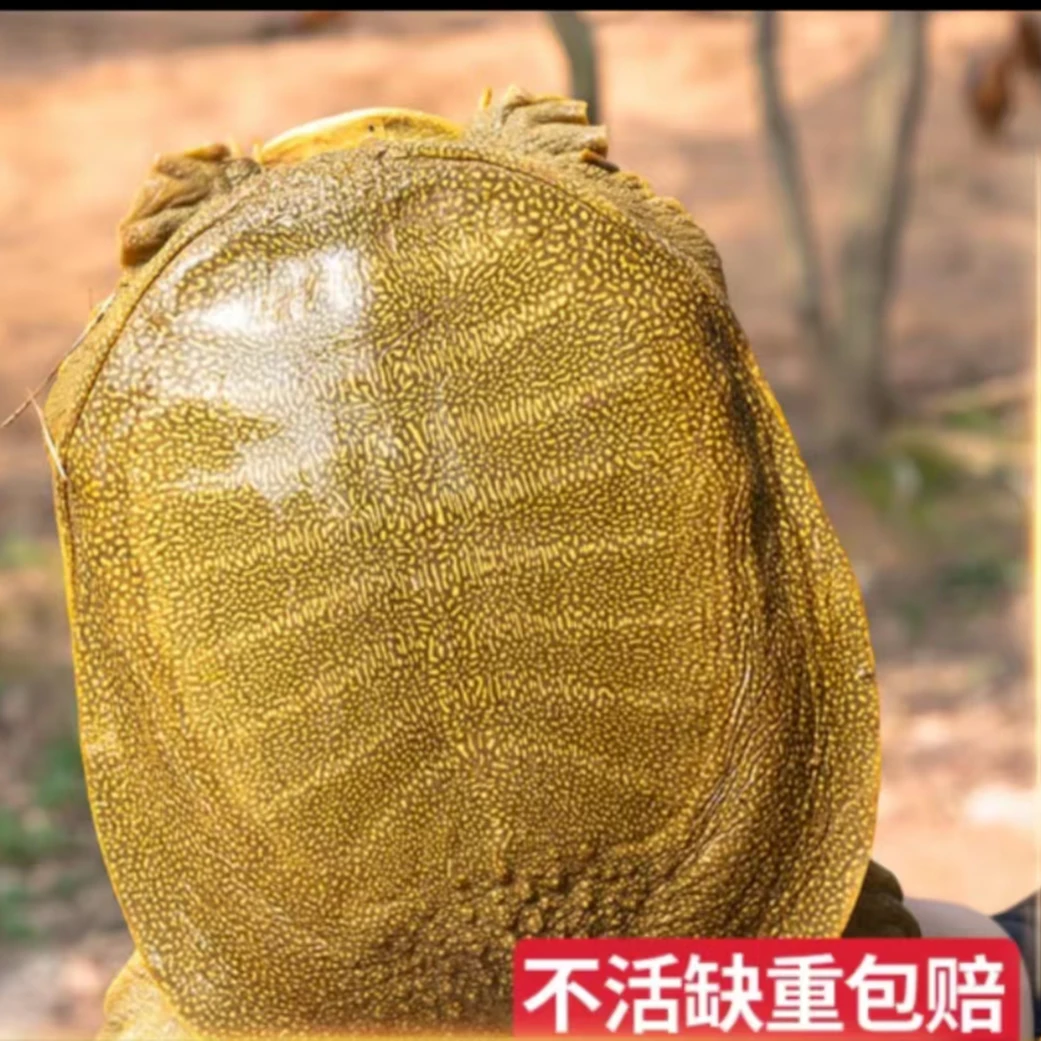 生态黄甲鱼 青黄背三只到手5-6斤  单只2斤不到 包邮包活包重