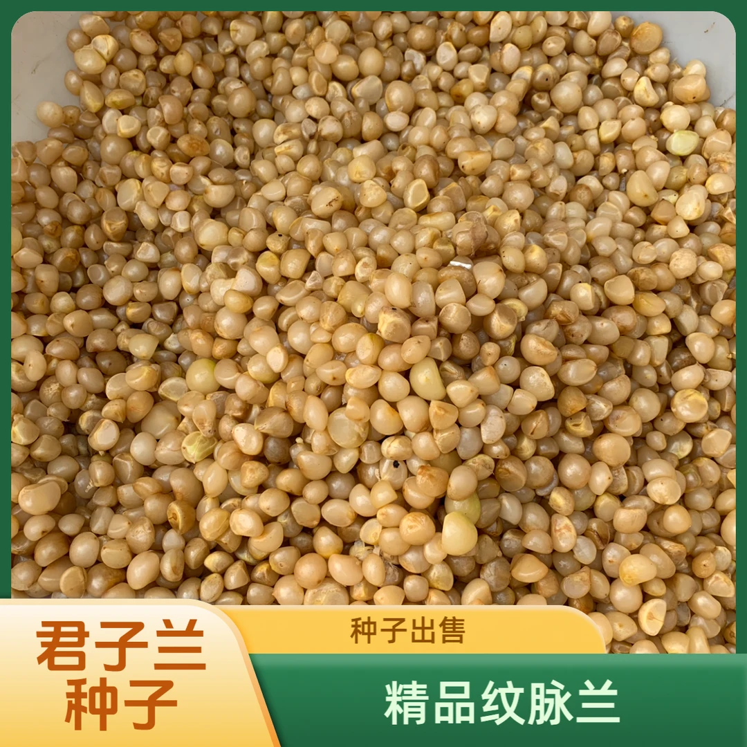 不会购物车下单链接君子兰精品种子黄精种子