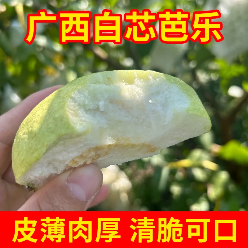 【主播强烈推荐】白心芭乐农家特产番石榴巴乐当季新鲜水果整箱包邮