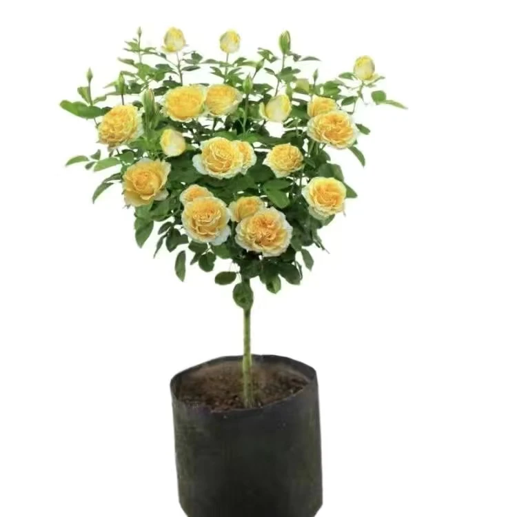 贝壳四季花开棒棒糖