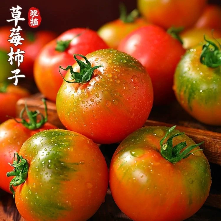 酵素草莓西红柿]青岛酵素绿腚碱地草莓柿子香甜脆孕妈宝宝老人