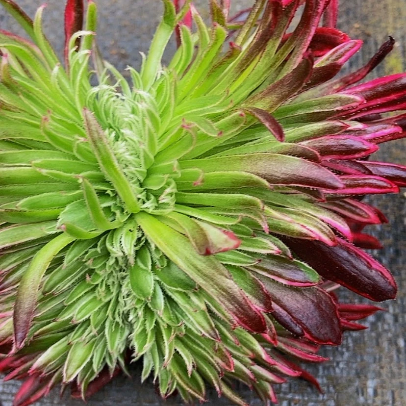 【闪购商品】习**好123456789