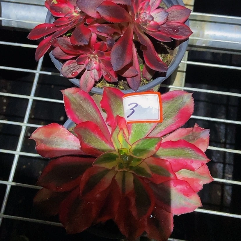 【闪购商品】用****612345678