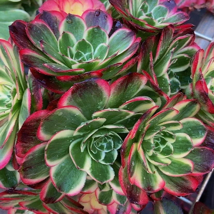 【闪购商品】莹**虫12345678