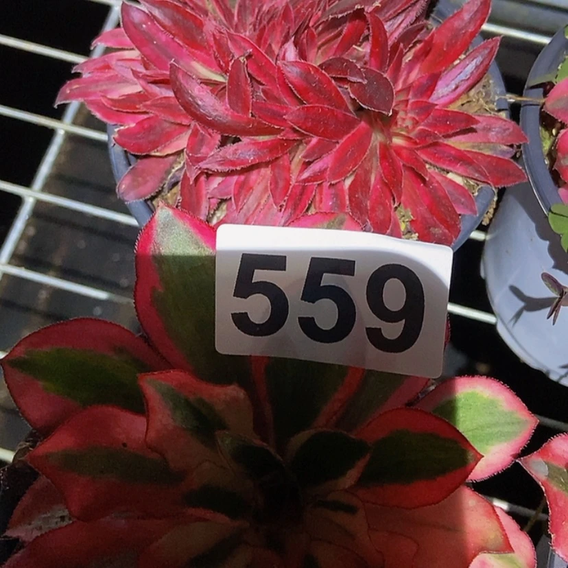 【闪购商品】5591234567