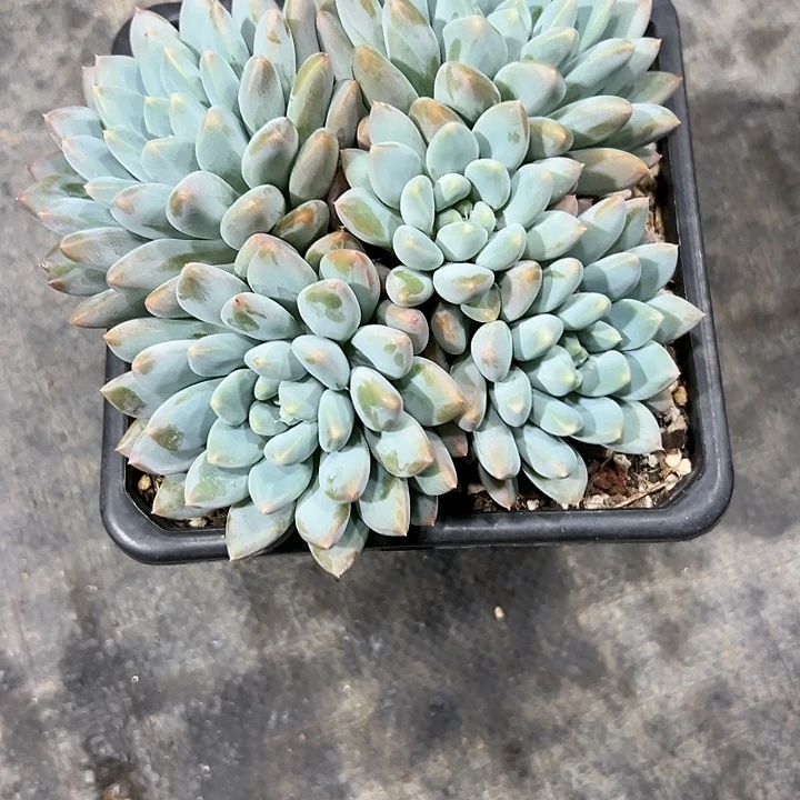 那**样多肉植物 奶糖群